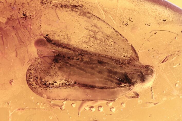 Detailed Fossil Planthopper and True Midge In Baltic Amber #275427